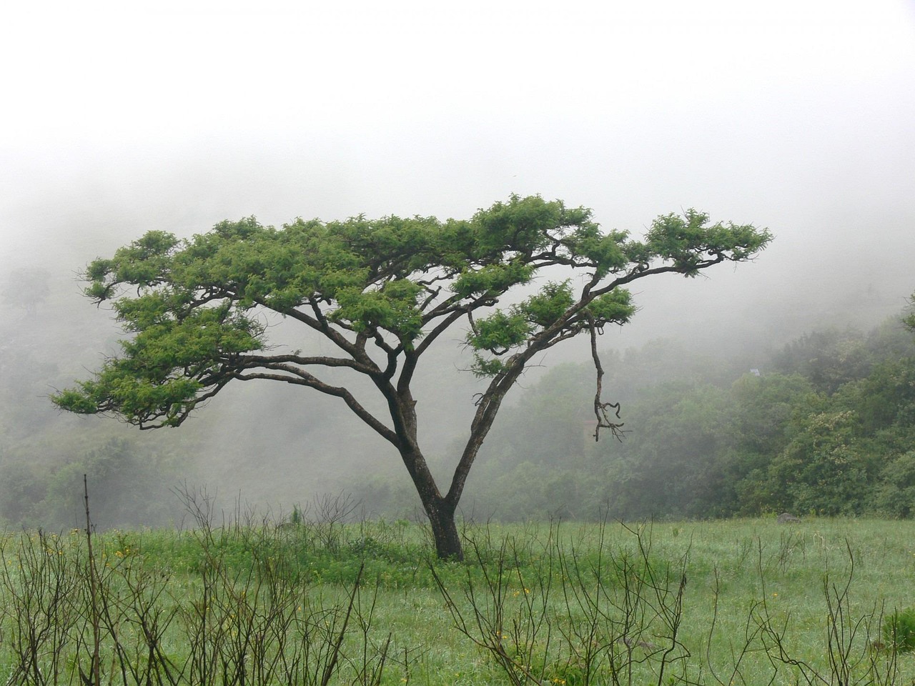 acacia tree field mist misty grass thorntree wattle whistling thorn branches foliage landscape nature acacia acacia acacia acacia acacia