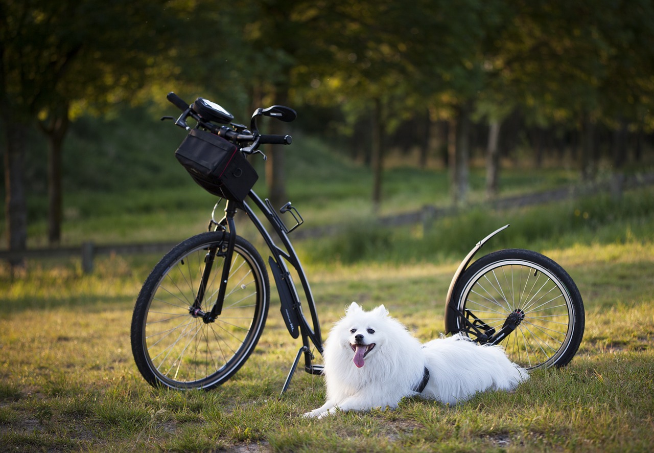 dog  scooter  bicycle  wheels  sport  motion for a resolution  to twist  injury-free  damage  nature  outdoors  training  animal  active  activity  pet  step