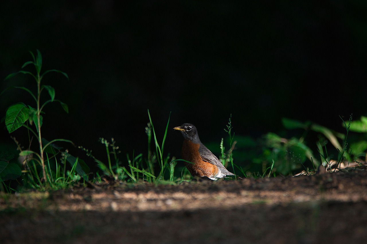 american robin bird animal thrush robin wildlife nature wildlife photography wild beak spring meadow american robin american robin american robin american robin american robin robin robin nature spring spring