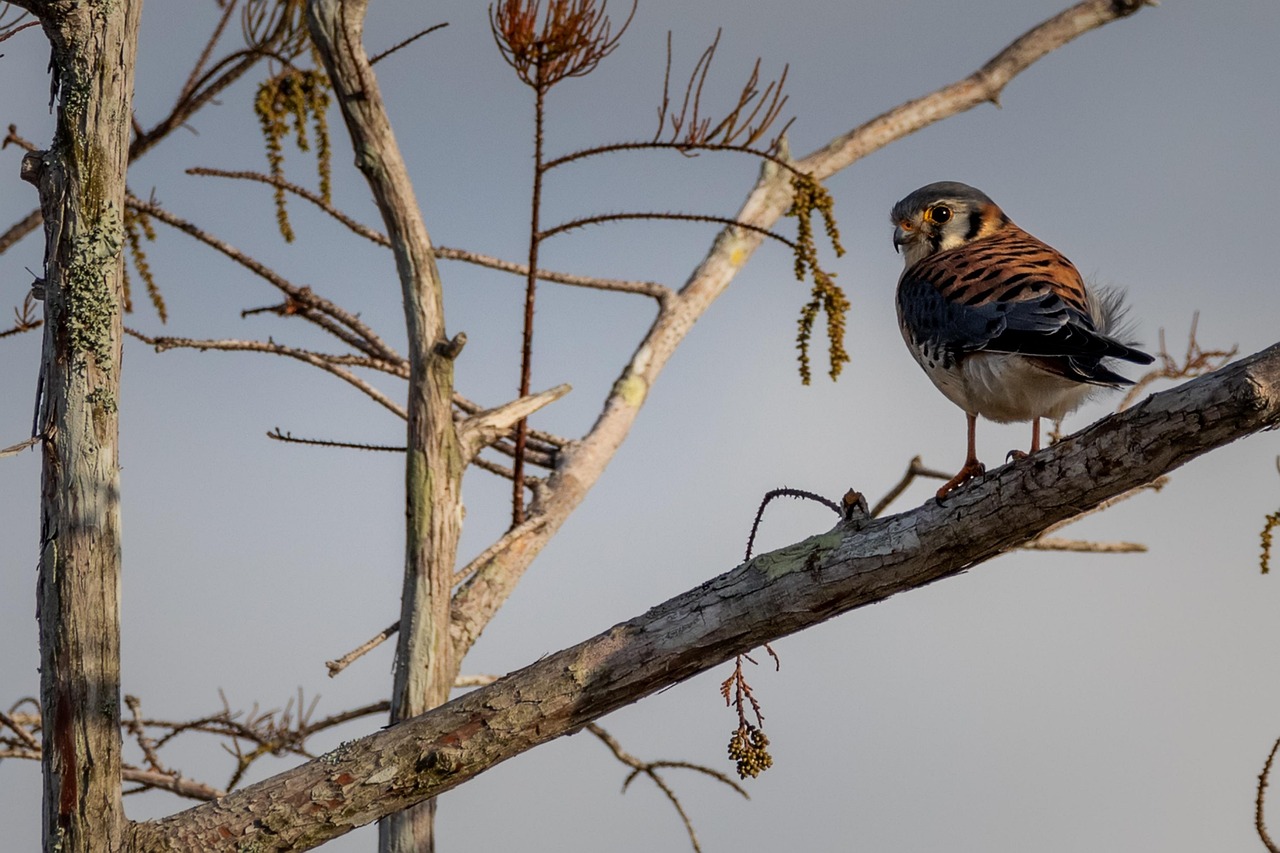 tree bird branch perched nature kestrel american kestrel tree bird bird bird bird nature nature nature kestrel kestrel kestrel kestrel kestrel american kestrel american kestrel american kestrel american kestrel