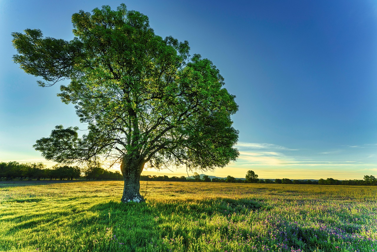 tree sunrise field prairie meadow ash tree green light calm down spring nature landscape tree tree tree tree tree ash tree