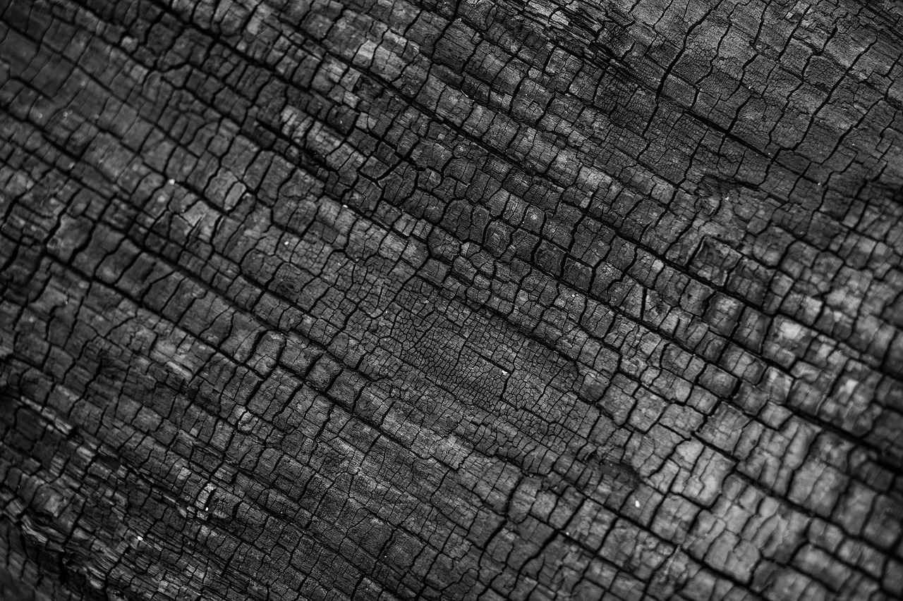 nature ash ashes black and white black white burn burnt fire tree trunk wood gray fire gray tree gray wood ash ash ash ash ashes ashes ashes ashes ashes burnt burnt burnt