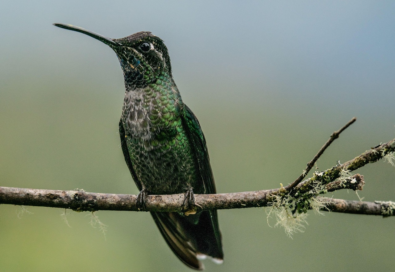 hummingbird bird perched animal feathers plumage beak bill bird watching ornithology animal world nature hummingbird hummingbird hummingbird hummingbird hummingbird