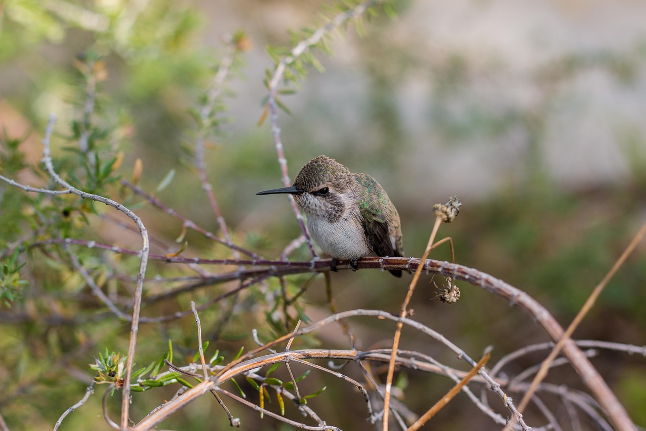 hummingbird bird animal wildlife plumage branch perched nature birdwatching hummingbird hummingbird hummingbird hummingbird hummingbird nature