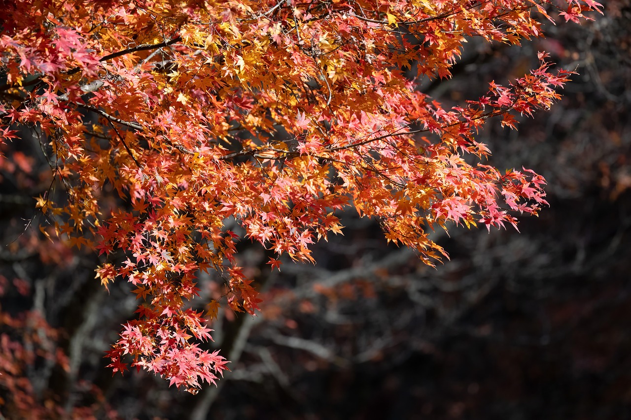 maple tree foliage leaves autumn maple leaves fall tree season nature landscape seasonal colourful maple tree maple tree maple tree maple tree maple tree autumn tree tree tree season season season nature nature nature landscape seasonal colourful colourful colourful colourful colourful