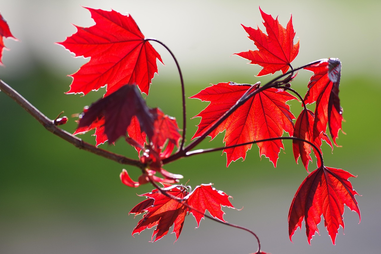 red maple leaves fall autumn maple foliage branch tree nature closeup red maple red maple leaves fall fall autumn autumn autumn maple maple maple maple maple branch