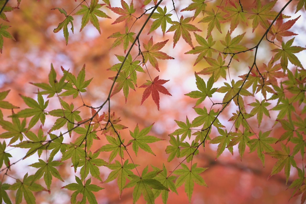 maple leaves fall autumn foliage branches maple leaves japanese maple tree plant season nature japan japanese maple japanese maple japanese maple japanese maple japanese maple japan