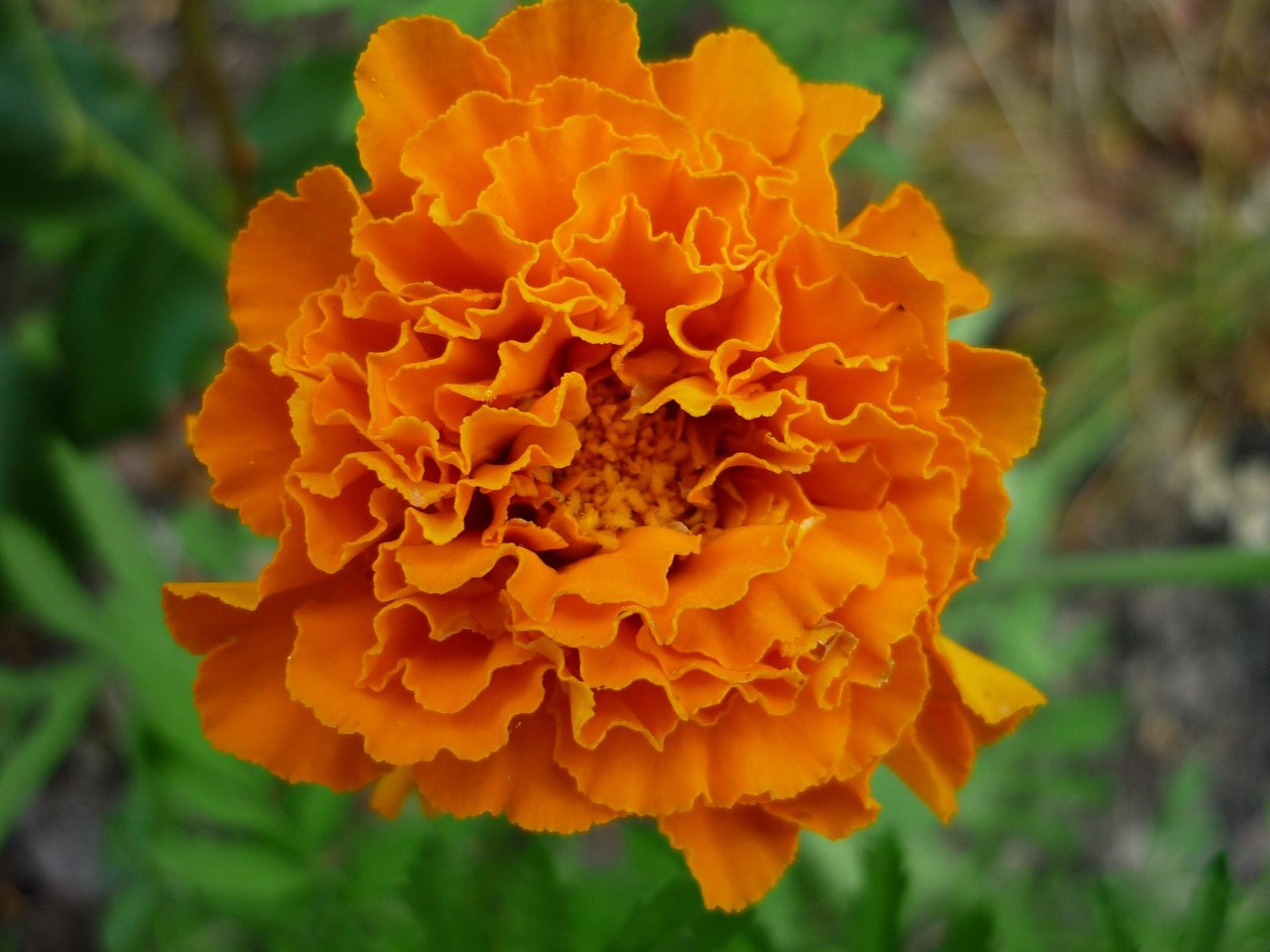 student flower nature blossom bloom yellow-orange flower bed edge discounts easy to care for garden plant often summer close up
