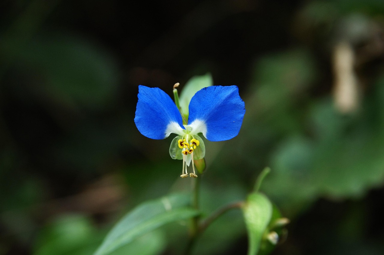 the month with wildflower purple stamens often delivered with beautiful
