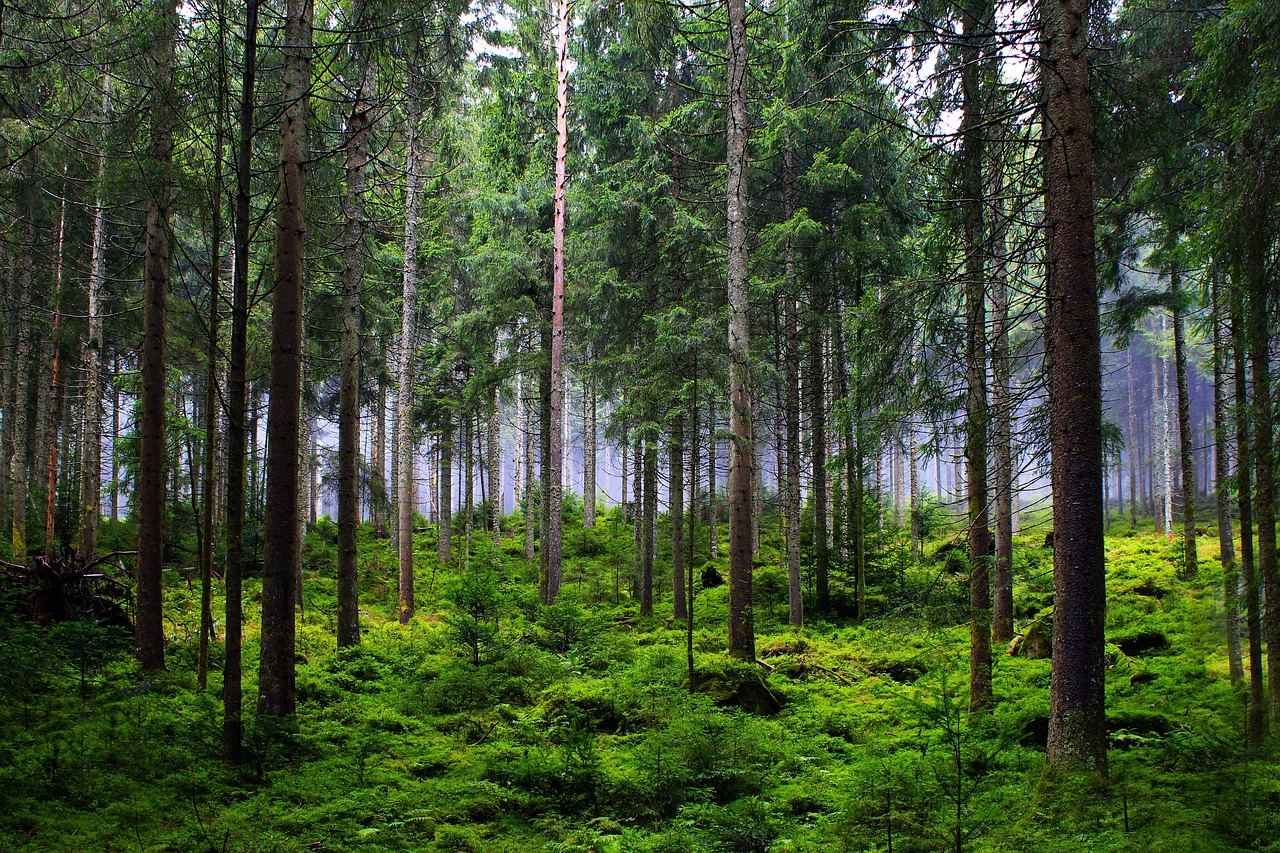 forest trees fir trees woods wilderness outdoors moss nature forest forest forest forest forest trees