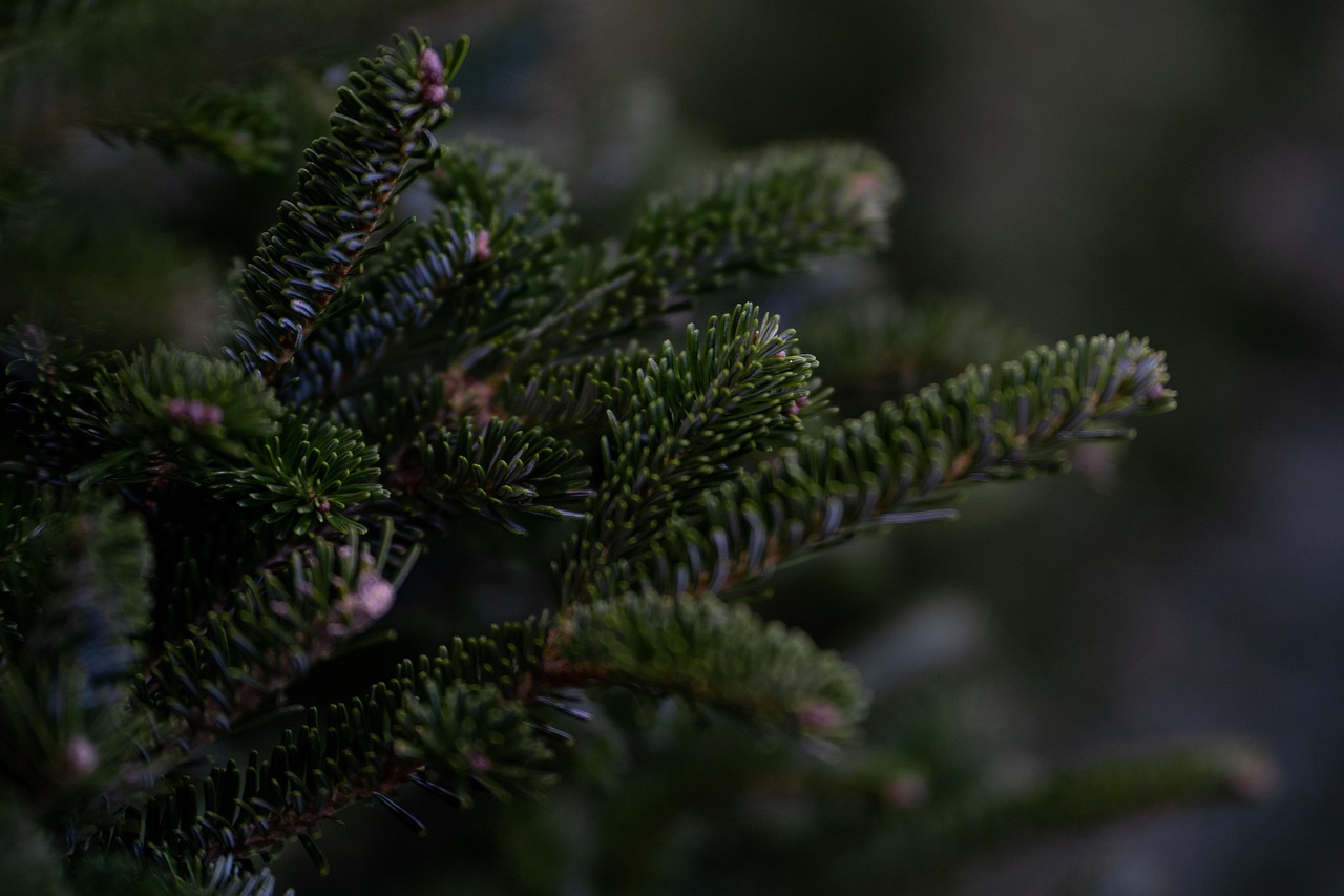 douglas fir tree nature christmas tree christmas decoration winter holiday december evergreen seasonal