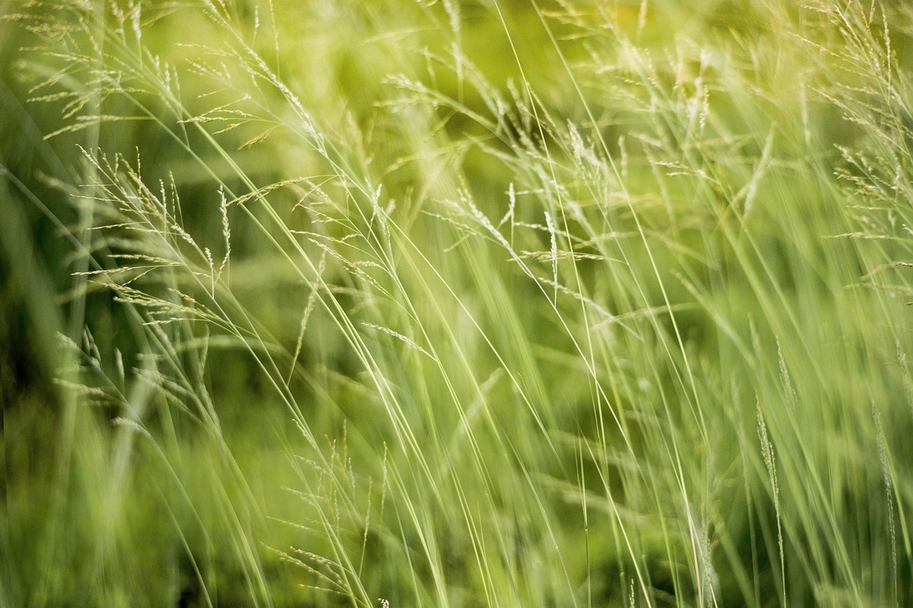 natural green nature leaf plant spring fresh organic eco tree environmental growth bright grass garden forest spring eco eco eco eco eco environmental environmental environmental