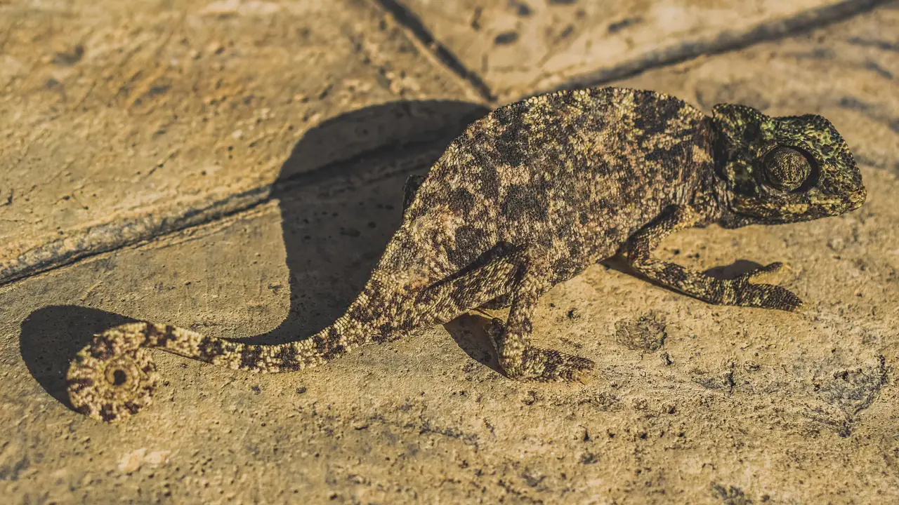 chameleon nature reptile wildlife animal wild lizard exotic creature fauna eye adaptation camouflage chameleon adaptation adaptation adaptation adaptation adaptation