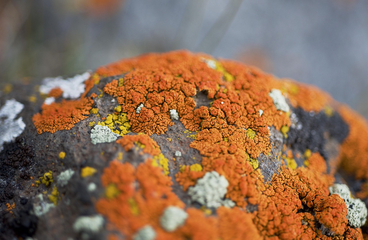 lichen orange moss stone grey nature texture pattern wilderness plant organism wild fungi spring natural botany fungus algae summer species lichen lichen lichen lichen lichen moss fungi fungi fungi fungus fungus fungus algae algae algae