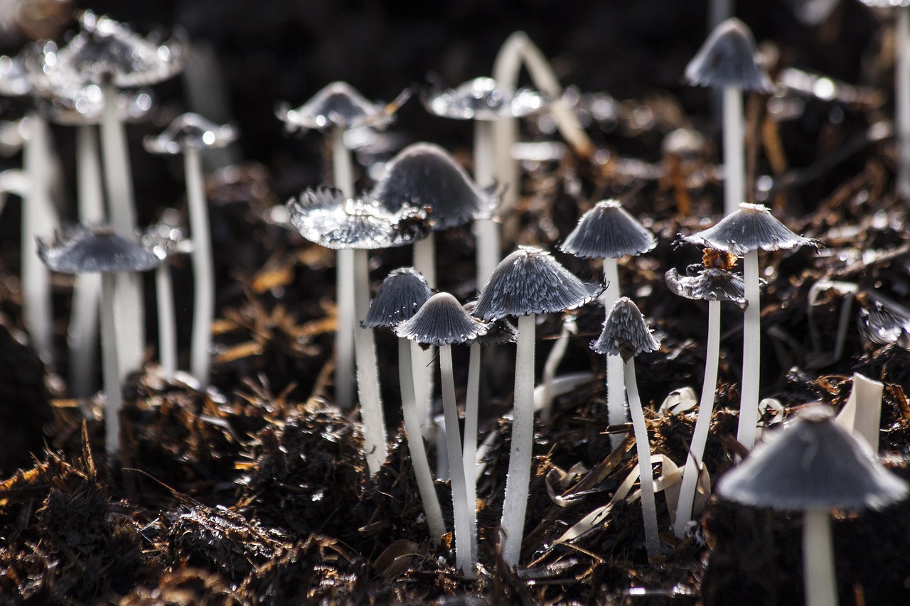 mushrooms toadstools forest fungi nature forest floor closeup mushrooms mushrooms mushrooms mushrooms mushrooms fungi fungi