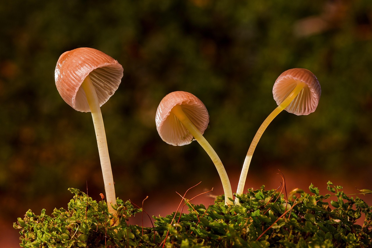 mushrooms galerina vittiformis fungi agaric fungi mushrooms mushrooms mushrooms mushrooms mushrooms fungi