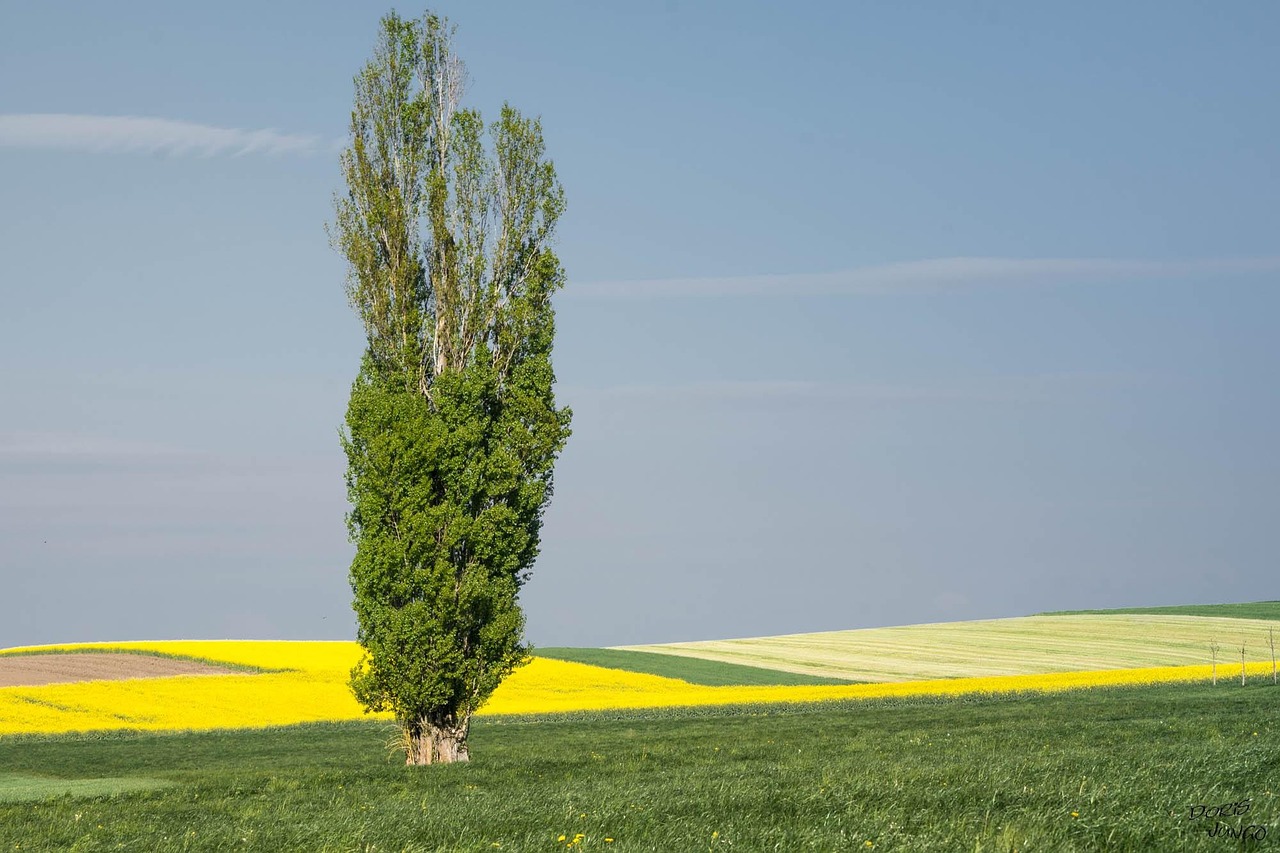 poplar tree landscape rapeseed agriculture fields nature field poplar poplar poplar poplar poplar