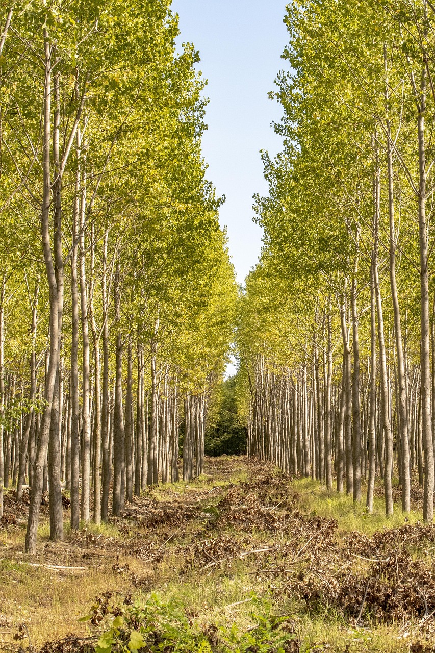 forest poplar autumn nature wilderness foliage trees region landscape poplar poplar poplar poplar poplar