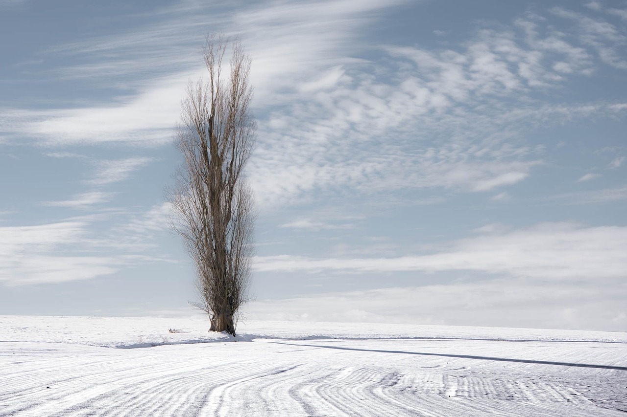 poplar tree nature landscape winter snowy landscape field winter landscape poplar poplar poplar poplar poplar landscape landscape landscape winter landscape