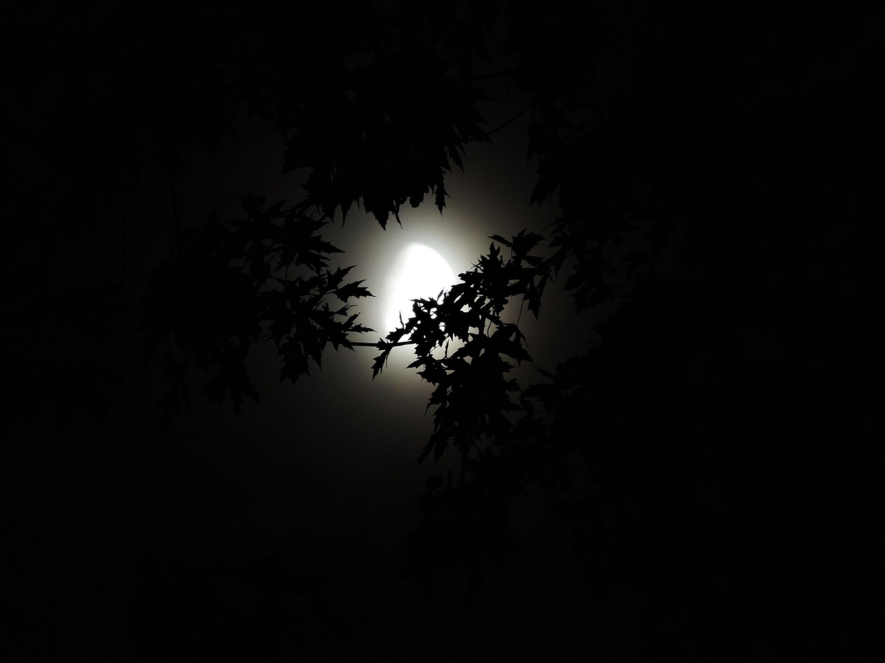 moonlight through trees moonlight halloween season spooky darkness nighttime creepy seasonal black tree halloween nighttime nighttime nighttime nighttime nighttime
