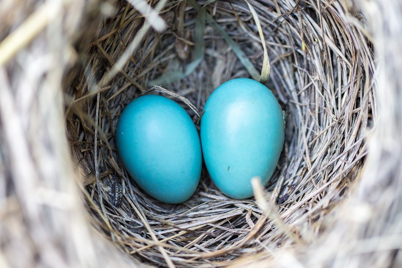 bird eggs nest blue eggs wildlife nature natural bird's nest avian outdoors ecology nest nest nest nest nest