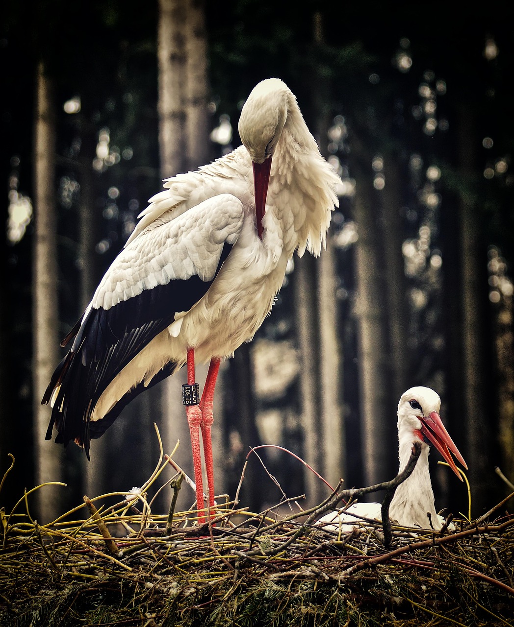 storks birds nesting nest nature wildlife