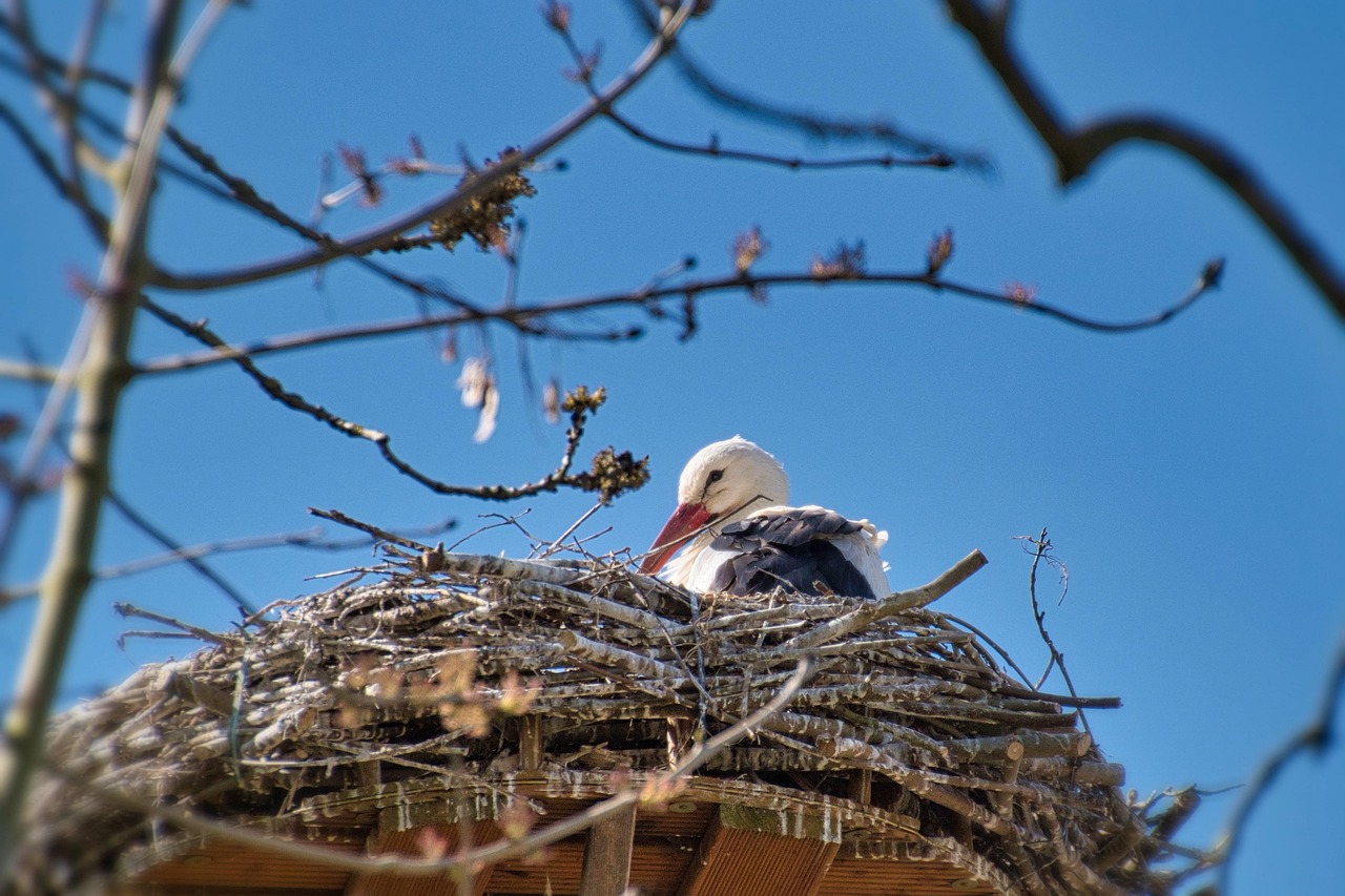 stork white stork bird bird nest animal nest spring nature stork stork bird nest bird nest nest nest nest nest nest spring spring spring