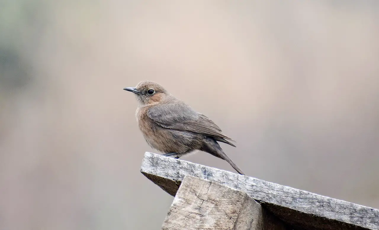 wren bird nature animal avian wildlife ornithology wren wren wren wren wren animal