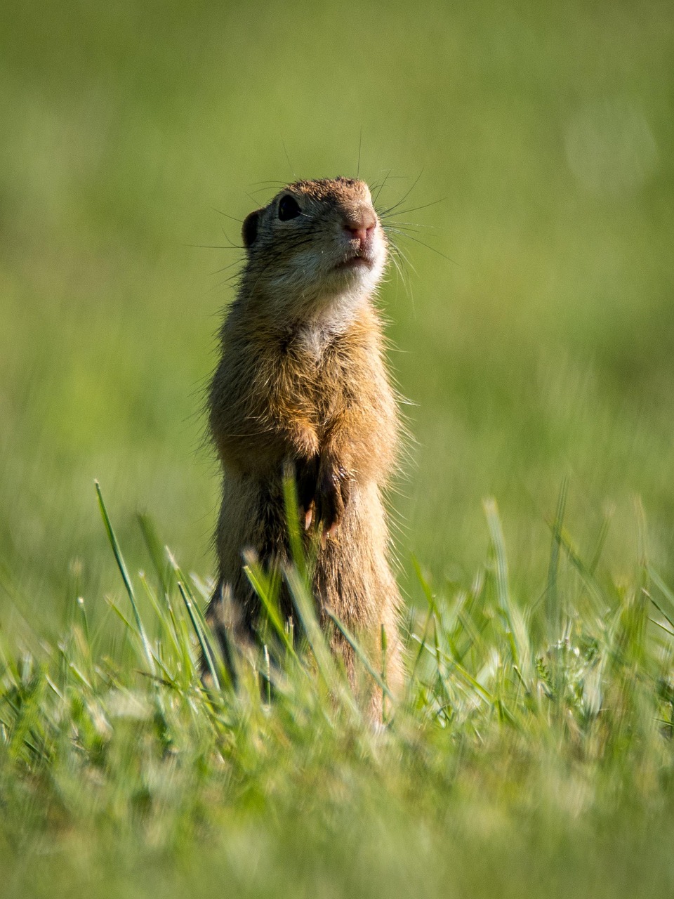 squirrel rodent animal spermophilus citellus gopher mammal nature small zoology fur meadow standing squirrel squirrel squirrel squirrel squirrel gopher gopher gopher
