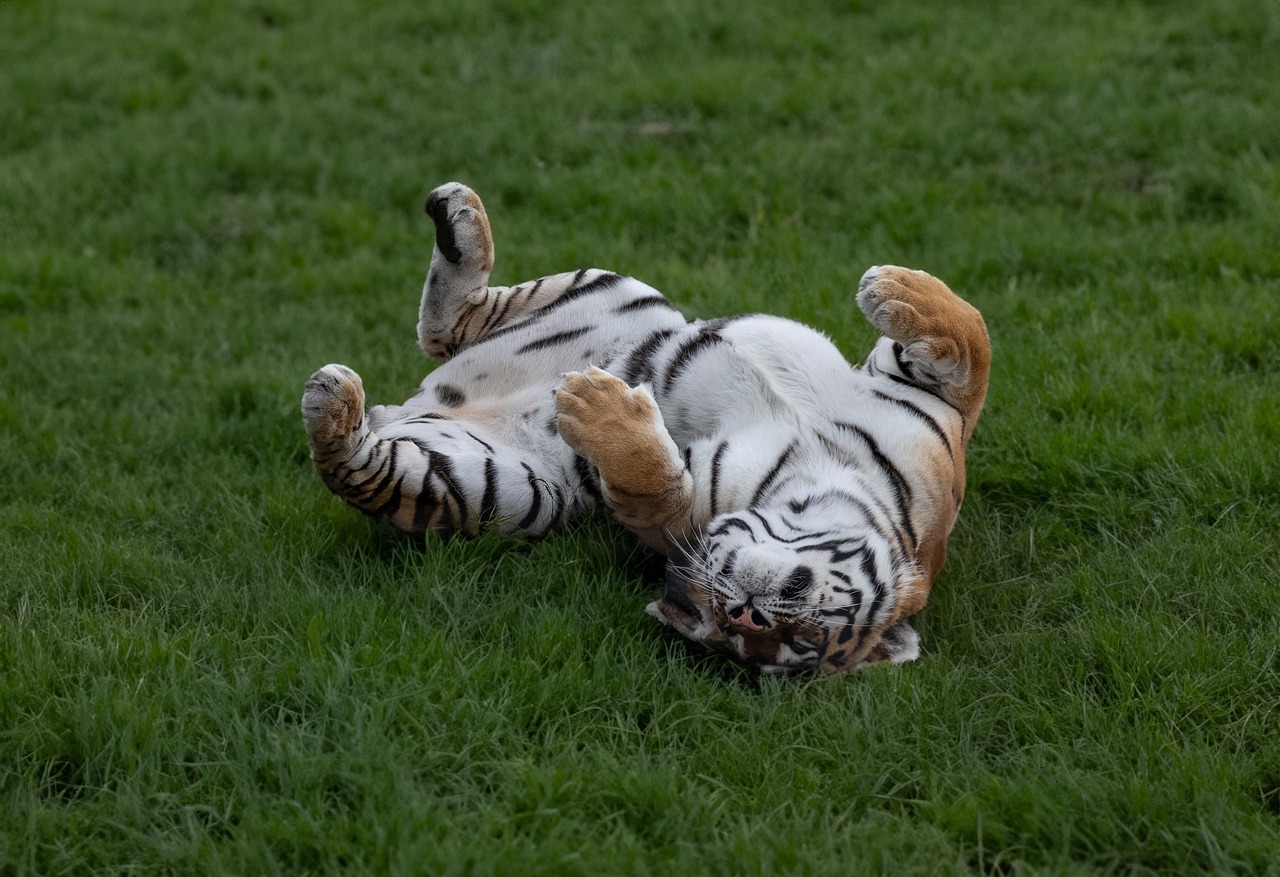 amur tiger tiger mammal animal predator hunter carnivore stripes big cat wildlife nature tiger tiger tiger tiger tiger