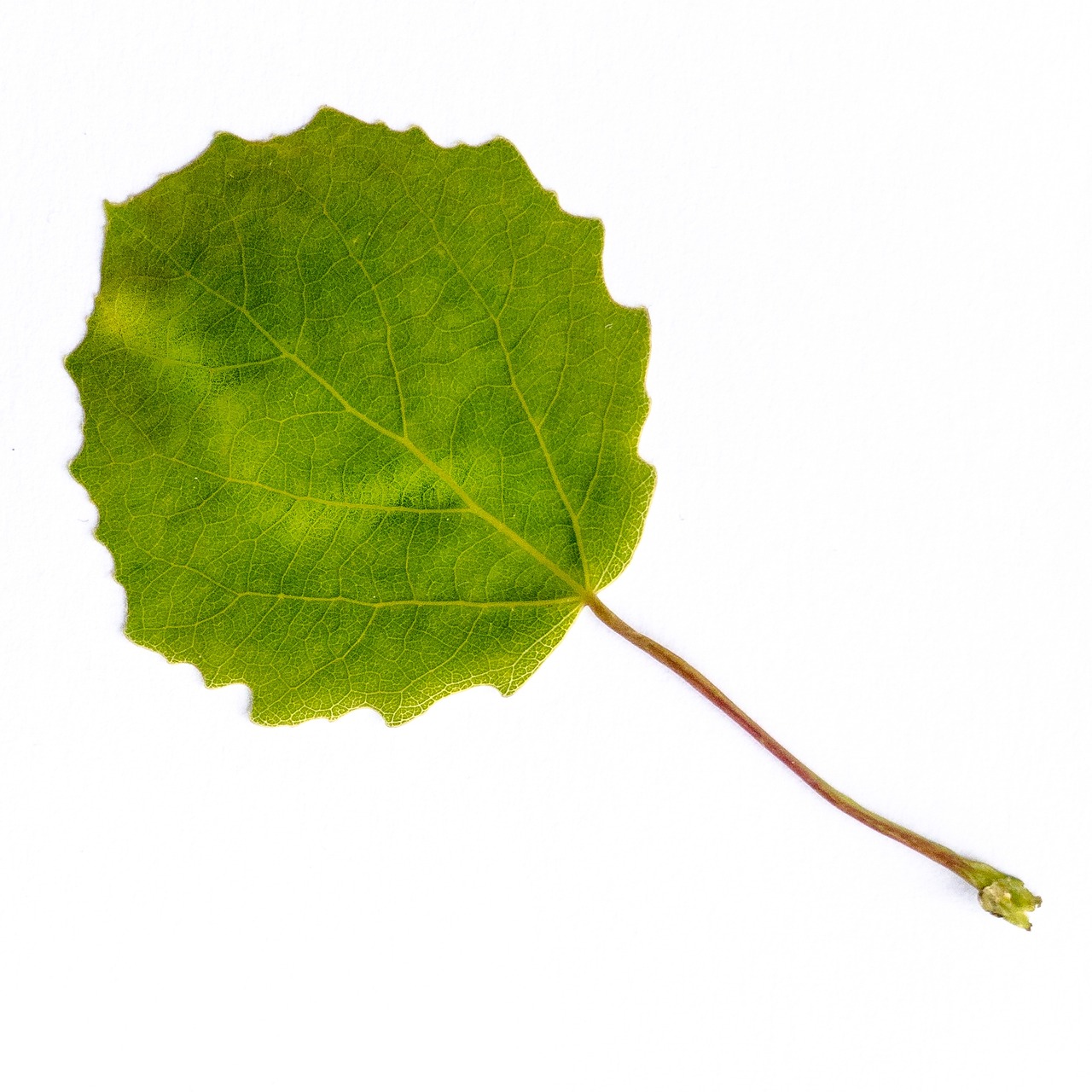 leaf tree foliage nature green agrimony aspen aspen aspen aspen aspen aspen