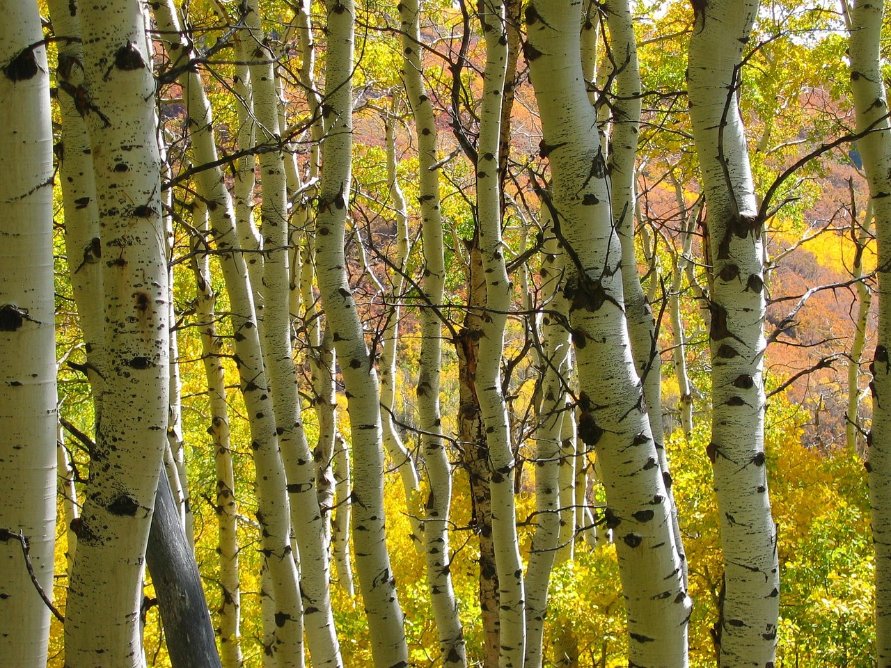 trees forest autumn fall nature aspen tree trunk aspen aspen aspen aspen aspen