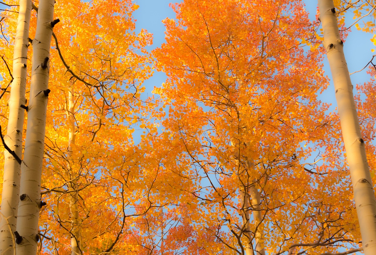 aspen aspens nature forest trees fall autumn leaves landscape foliage yellow leaf colorado season tree seasonal outdoor september woods colorful orange forest orange landscape orange tree orange leaf orange color orange leaves aspen aspen aspen aspen aspen aspens