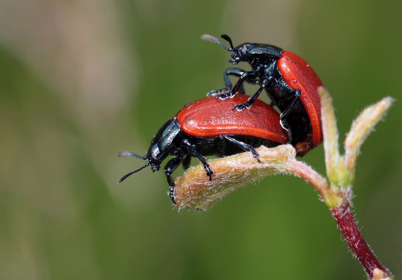 ladybugs beetles pair insects nature macro reproduction macro photography coccinellidae coleoptera close up animals fauna pairing mating beetles reproduction reproduction reproduction reproduction reproduction macro photography macro photography mating mating