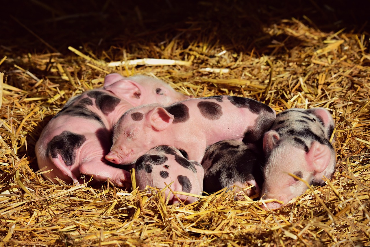 piglets animal habitat species nature pig