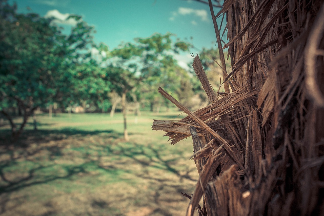 nature ecological park landscape ecological tree green