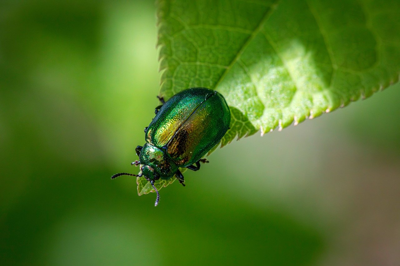 entomology arthropods beetles biodiversity coleoptera ecological role habitat preferences insect behavior insect ecology insect morphology insect taxonomy insects integrated pest management leaf beetle natural pest control pest control strategies pest management wildlife observation