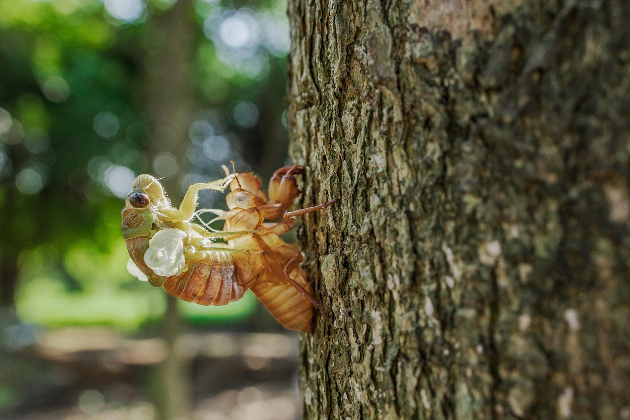 insect entomology cicadas nature reproduction species macro