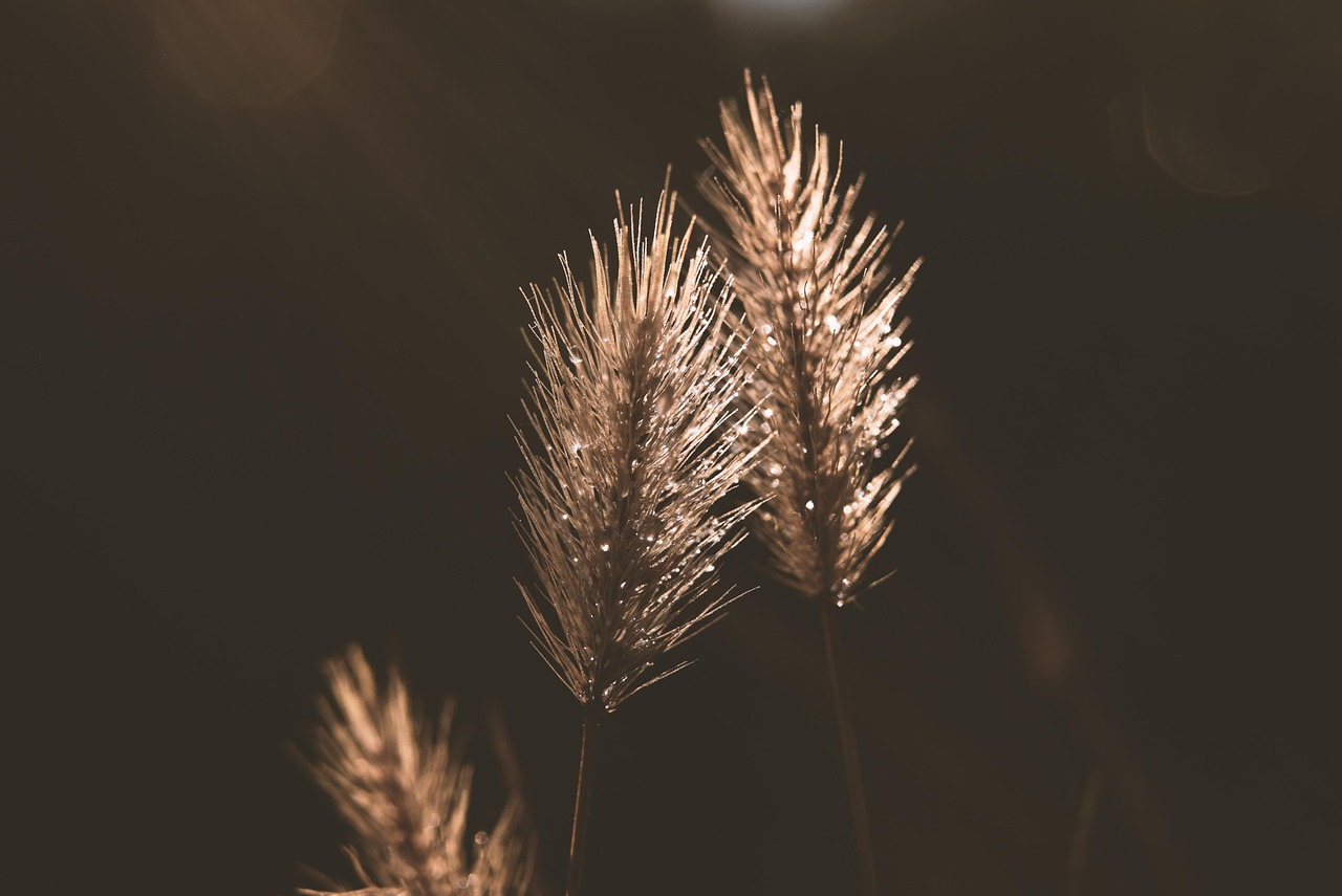 grass seeds plants weed flora reproduction nature nature nature nature nature nature