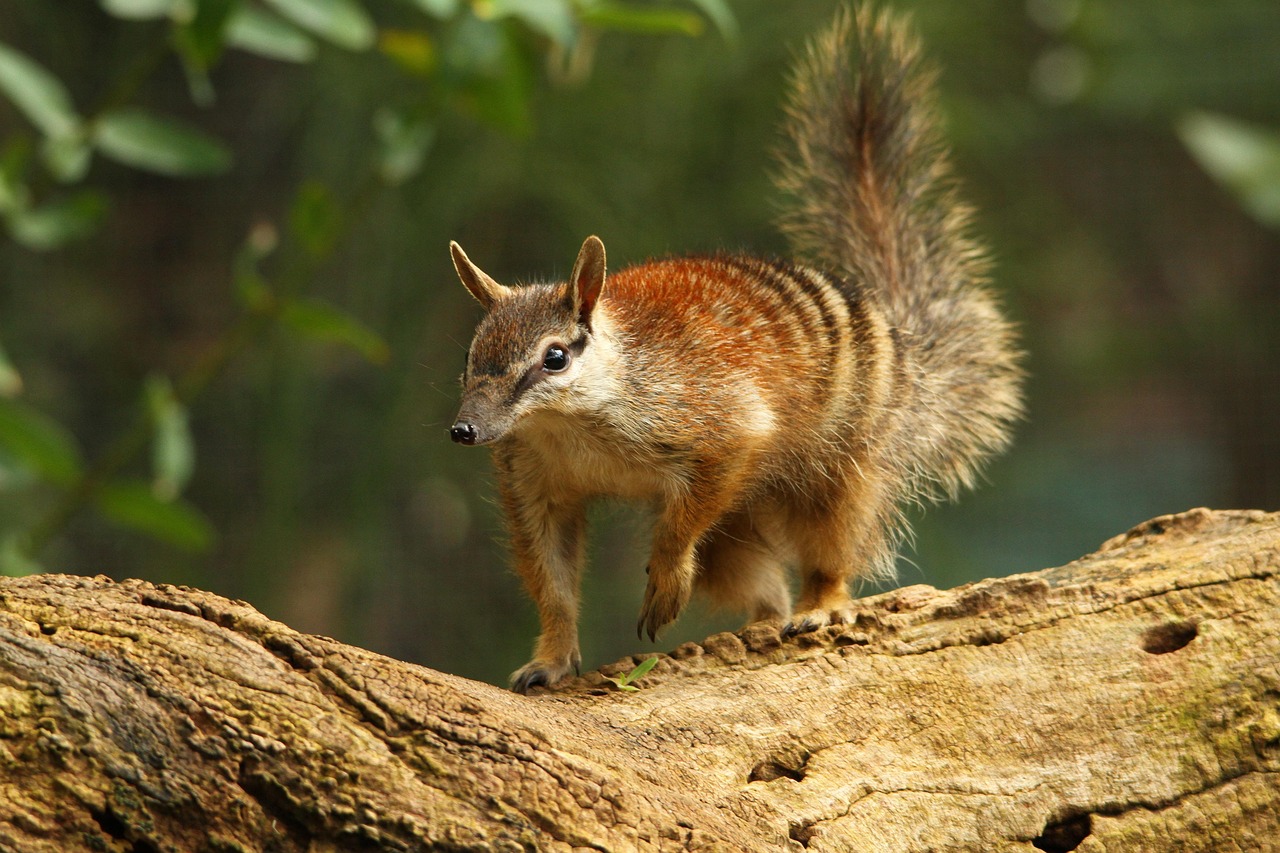 animal numbat mammal species fauna wildlife western australia nature perth