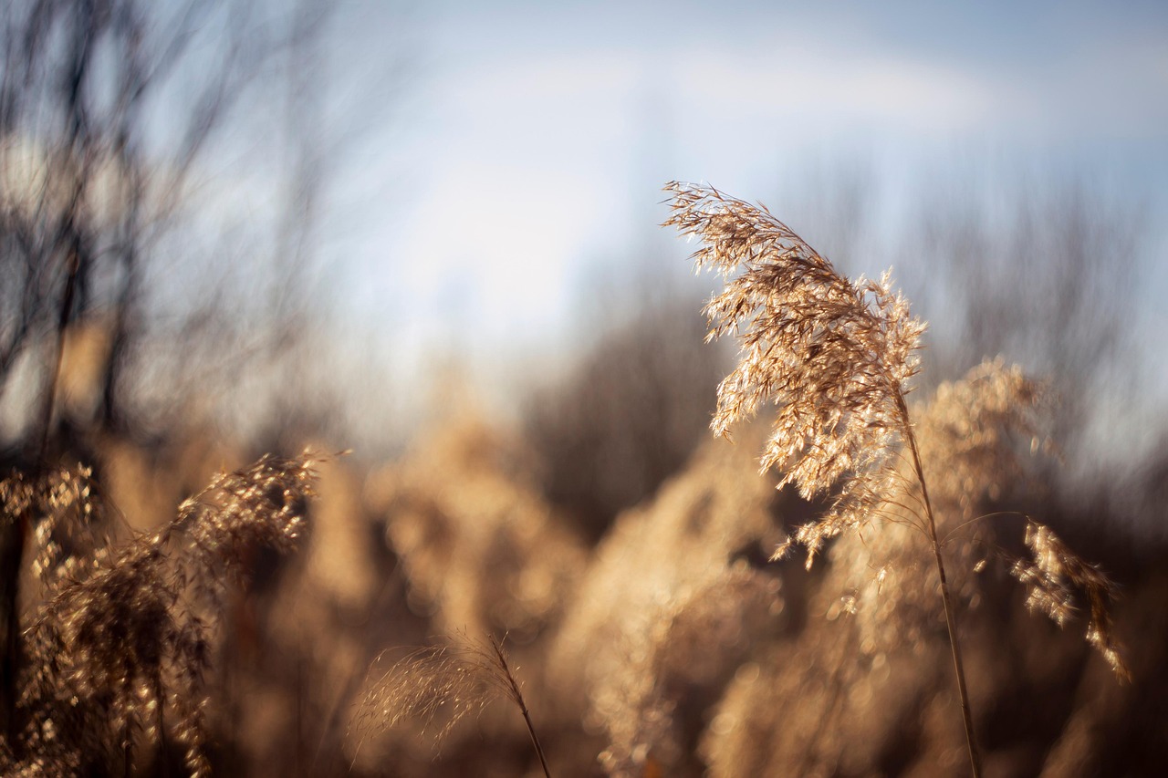 nature flora plants growth botany field rural macro nature nature nature nature nature growth growth growth