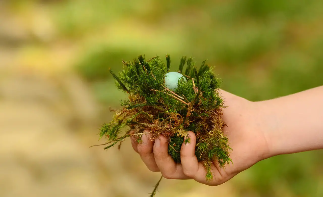 bird egg nest hand found hold tight green security recovered nature found found found found found