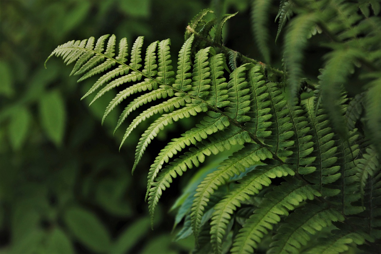 green fern flora plants botany rainforest jungle forest in the forest the smell of green leaves ferns nature forests undergrowth leaf green things growth lush