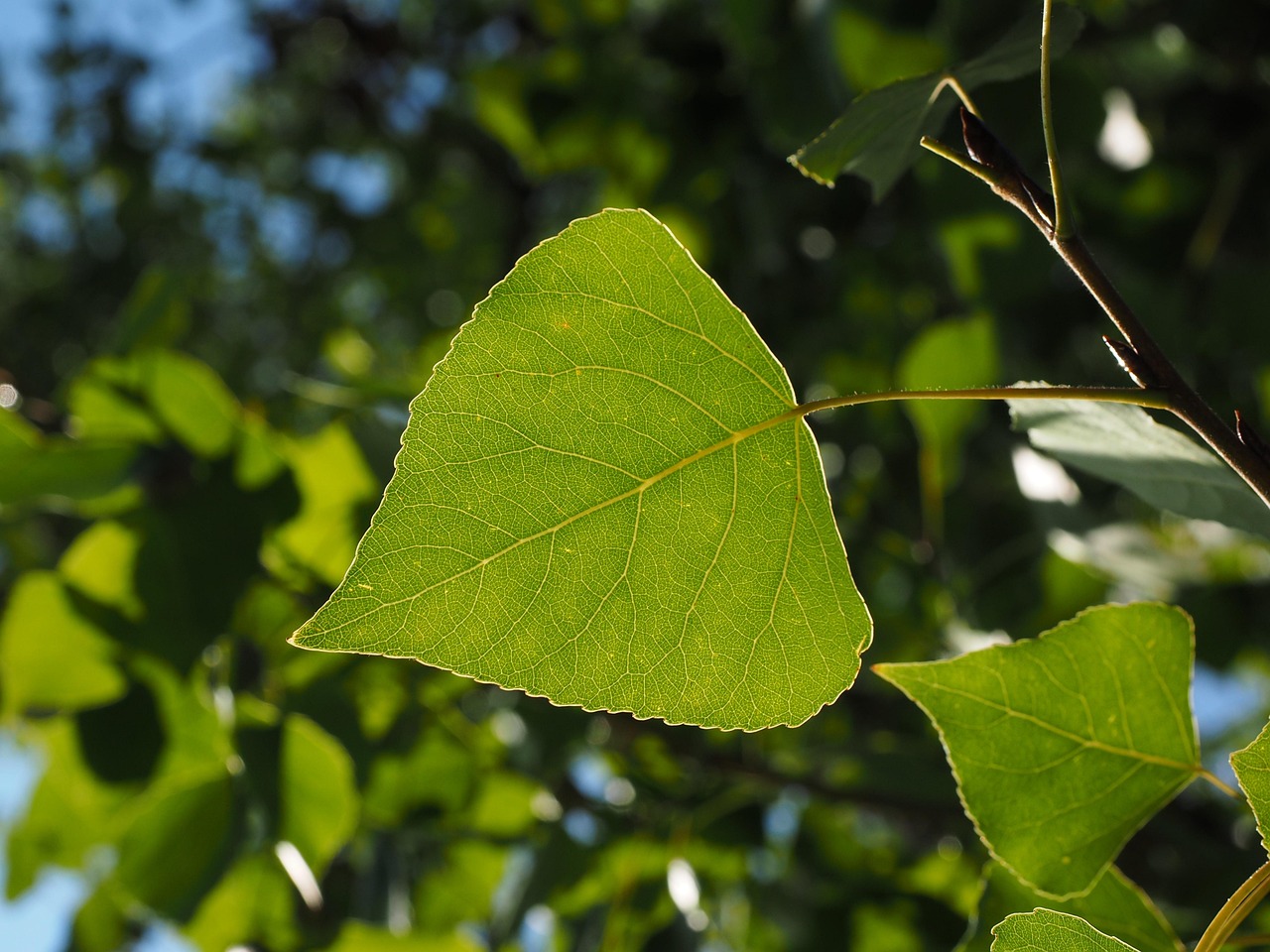 leaf poplar leaf leaf veins tree green nature heart-shaped black poplar populus nigra saarbaum poplar populus willow plant salicaceae poplar leaf poplar leaf black poplar populus nigra poplar poplar poplar poplar poplar populus