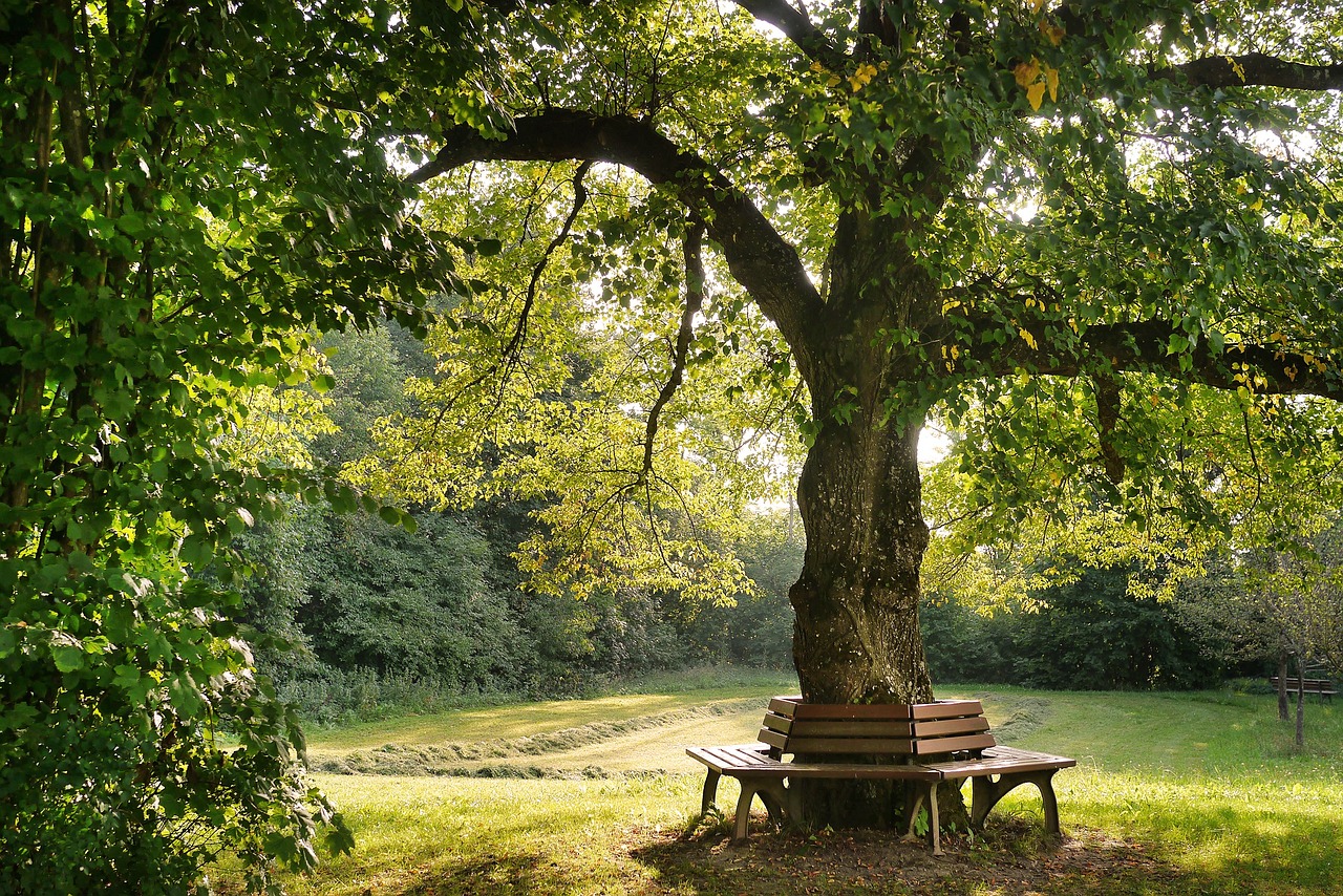 tree bank nature resting place resting place bank idyll mood green lonely bank bank bank bank bank bank resting place resting place