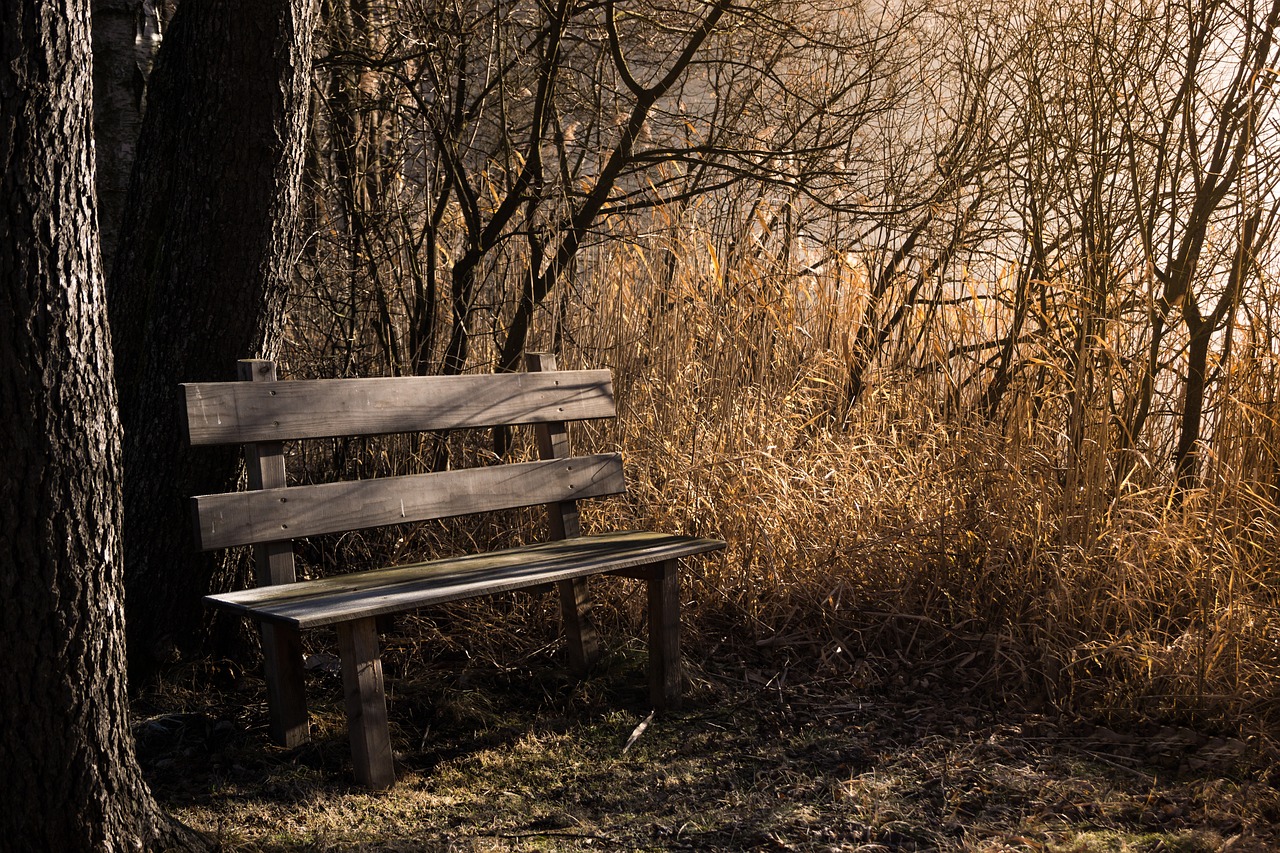 bench bank seat rest forest autumn resting place sit woods wooden bench trees woodlands nature bench bench bench bench bench bank rest rest forest forest forest forest autumn autumn autumn autumn