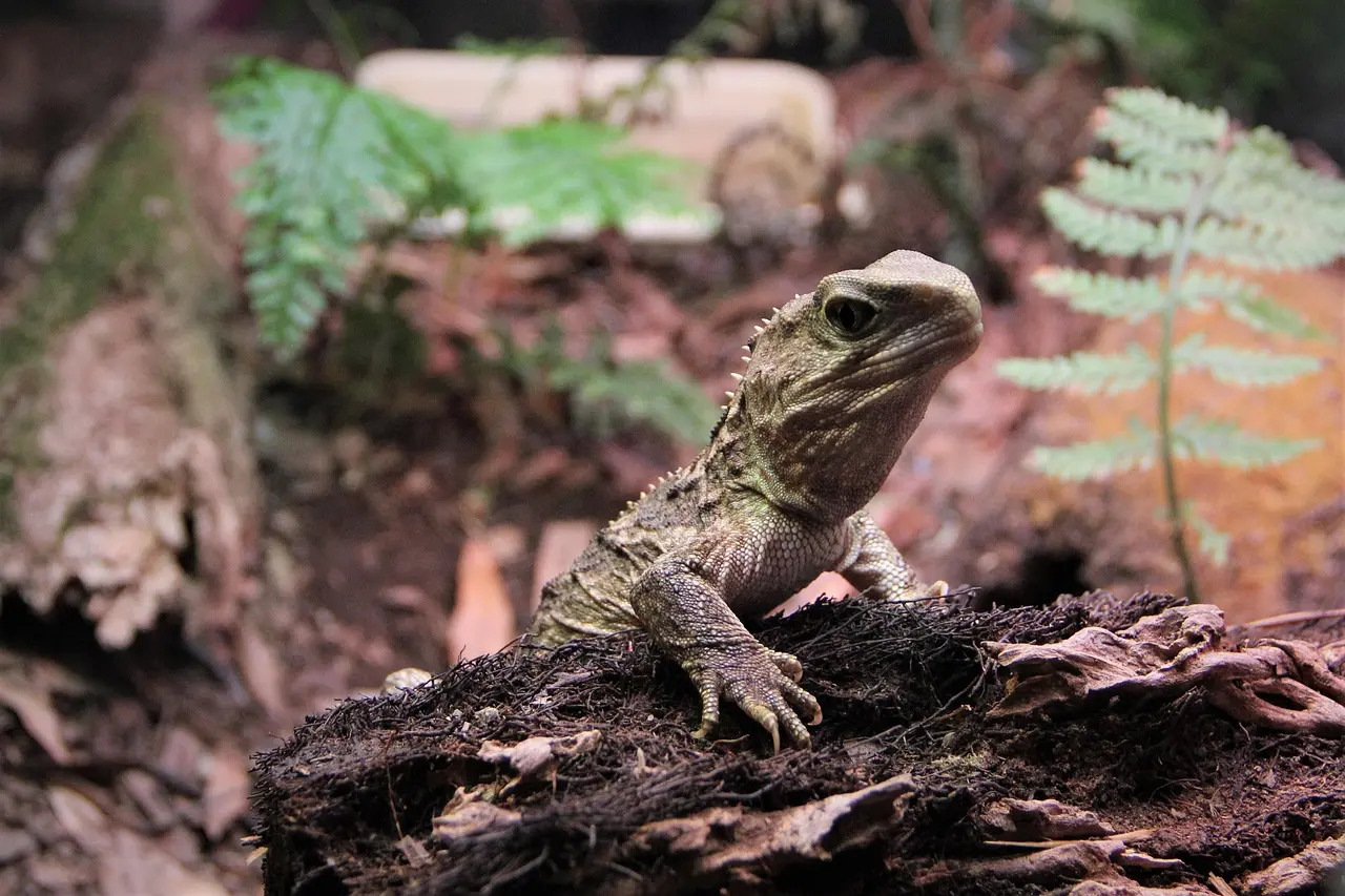 escamas de réptil tuatara lagarto dragão antigo nz nova zelândia monte bruce wairarapa natureza vida selvagem animais olho pernas observando verde ameaçado protegido colorido ambiente mato folhas tuatara tuatara tuatara tuatara tuatara