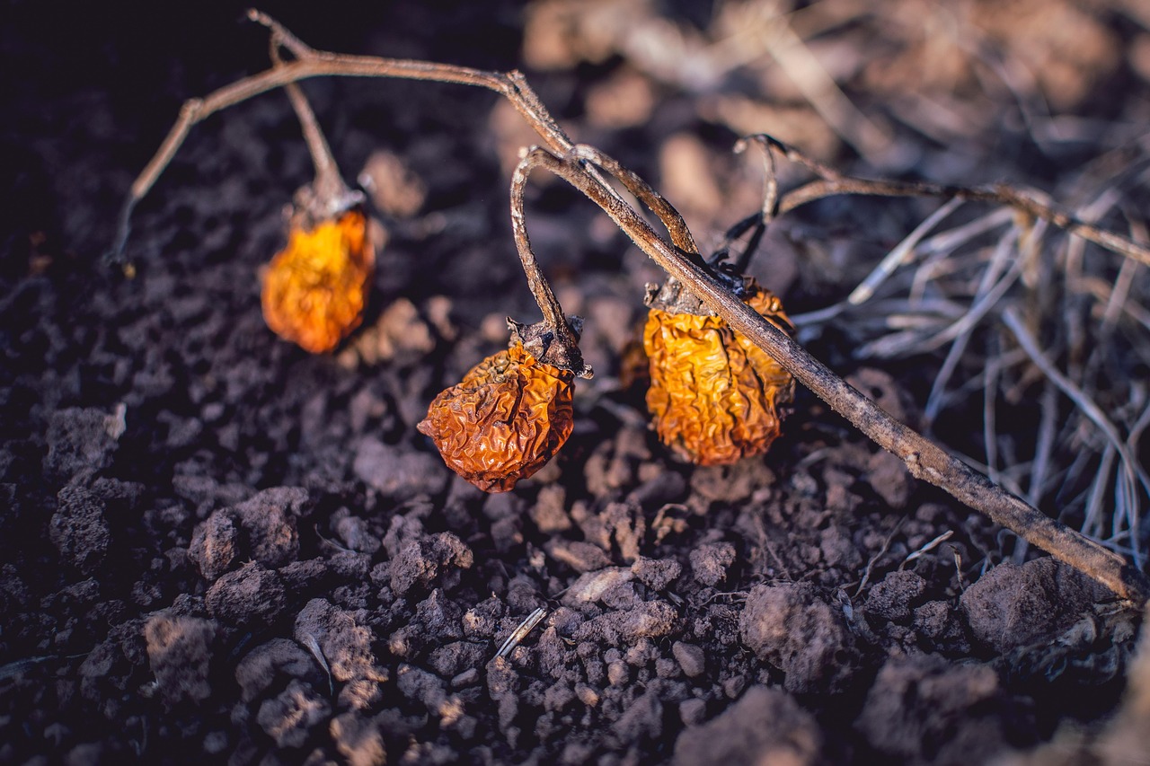 dry no person brazil goias goiania scarlet eggplant dry land biome logging flora