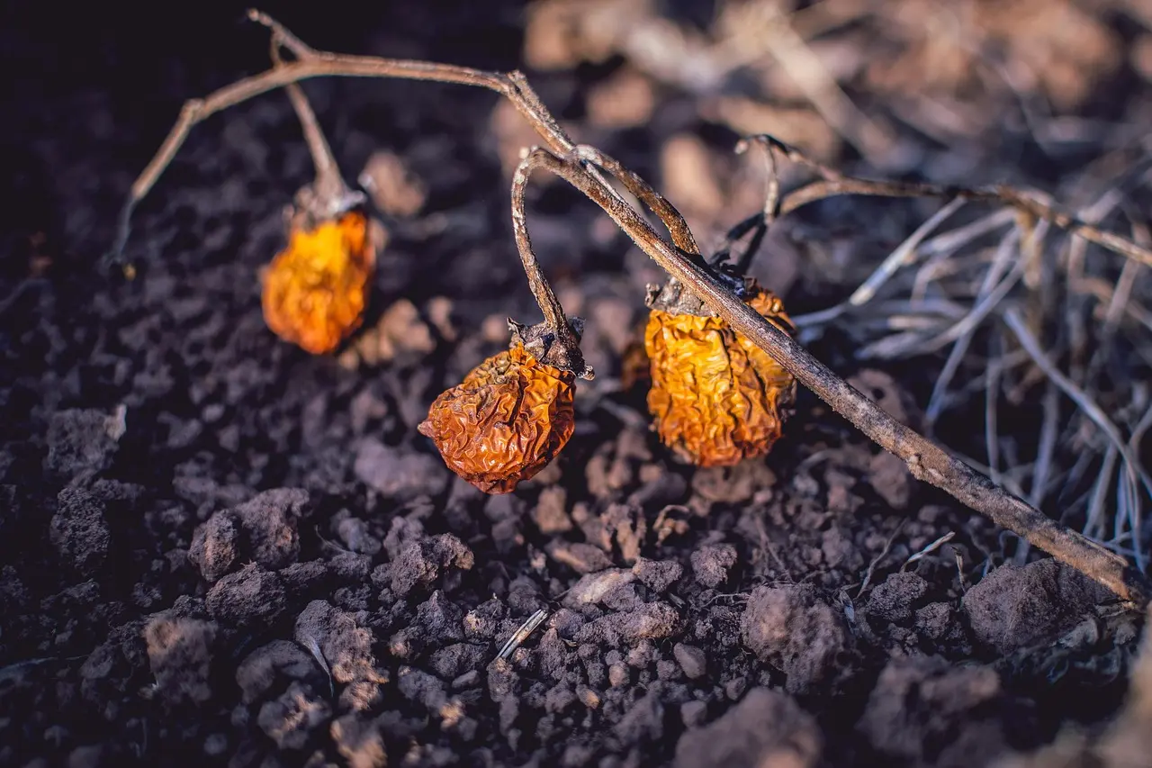 terra seca sem pessoa brasil goiás goiania berinjela escarlate terra seca bioma desmatamento flora