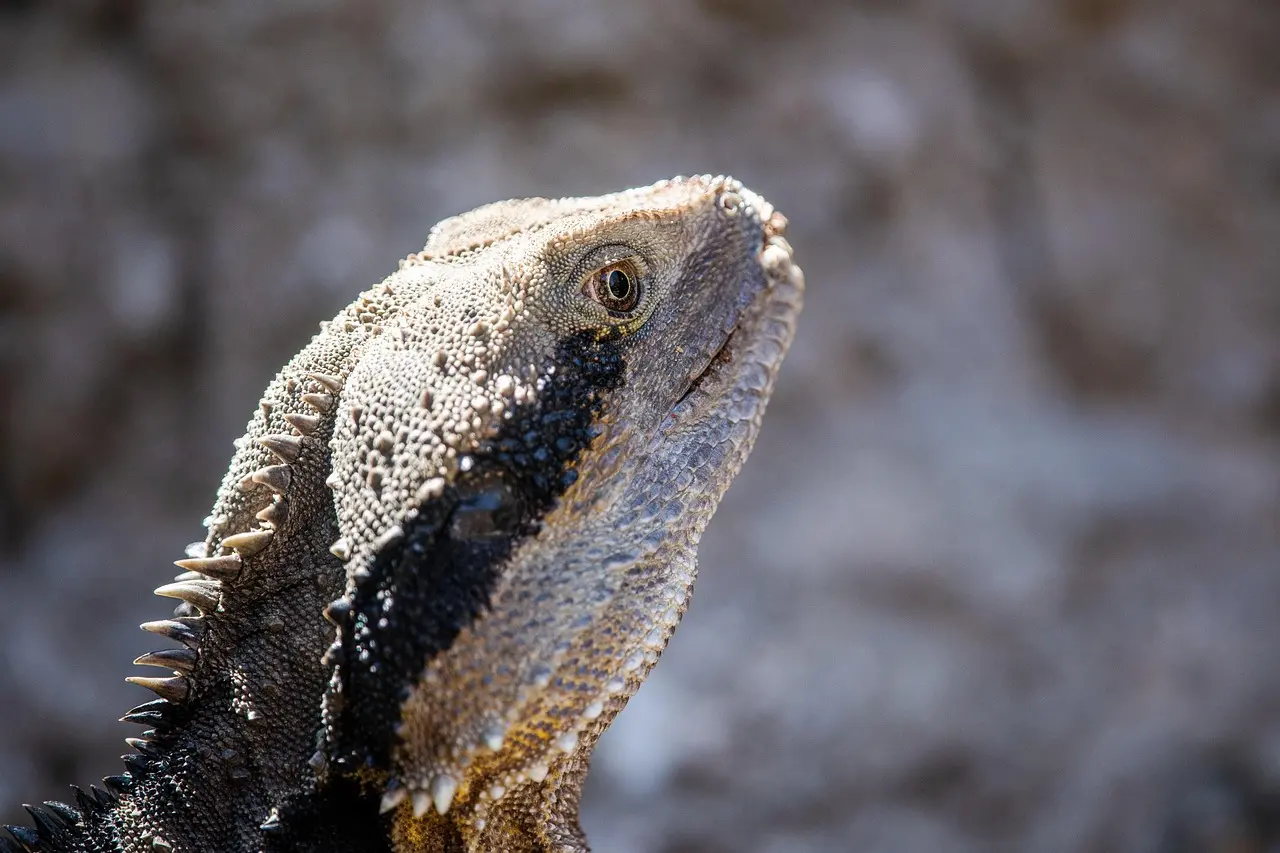 tuatara réptil animal endêmico espécie ameaçada natureza vida selvagem rhynchocephalia sphenodon punctatus fósseis vivos triássico selvagem auckland nova zelândia nz tuatara tuatara tuatara tuatara tuatara